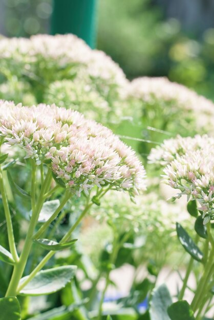 Foto von Fetthenne-Blütenständen von blassrosa Farbe vor einem Hintergrund von hellem Grün