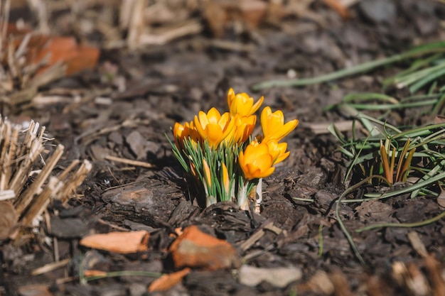 Foto von frisch blühenden gelben Frühlingskrokus Safranblumen der Irisfamilie Erwachen der Pflanzen