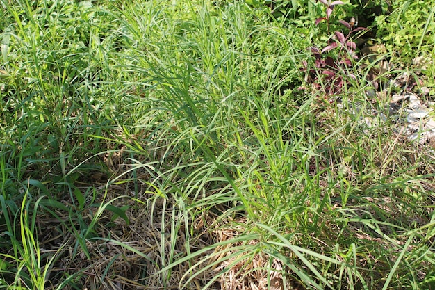 Foto von frischem grünen Gras am Morgen