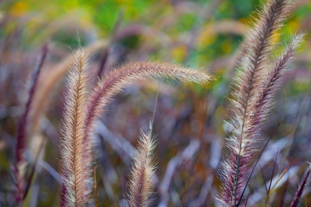 Foto von Grasblumen Geburtsgras Geburtsrottop-Rubingras im Freien