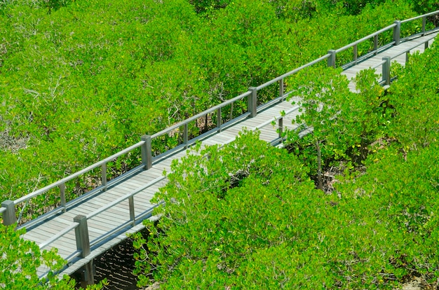 Foto von grünen fruchtbaren Mangrovenwäldern von Thailand.