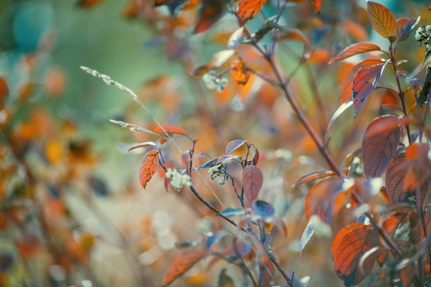 Foto von Herbstlaub auf unscharfem Hintergrund