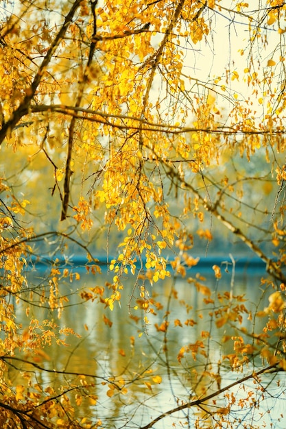 Foto von Herbstlaub auf unscharfem Hintergrund