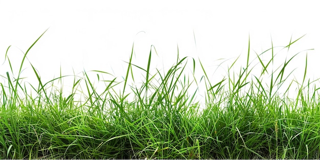 Foto von isoliertem Gras auf weißem Hintergrund