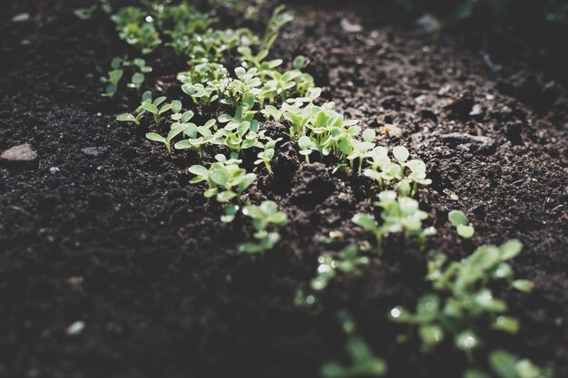 Foto von jungen Sprossen im Garten im Boden. Gemüse im Frühling pflanzen