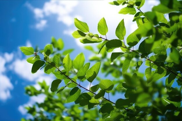 Foto von kleinen Blättern des frühen Sommers mit blauem Himmel. Generative KI
