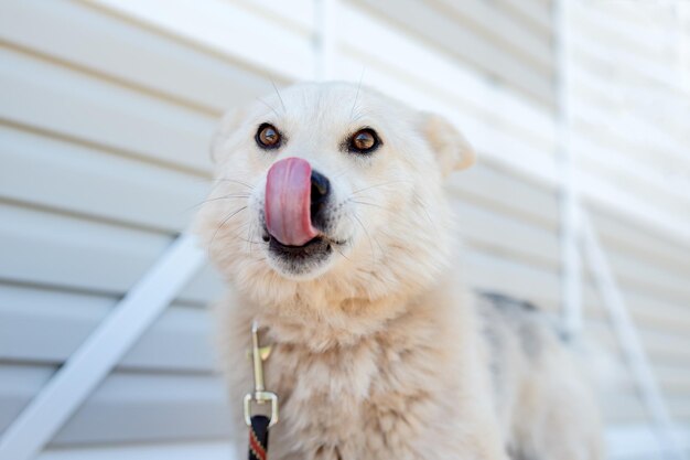 Foto von Labrador-Hund, der die Kamera gegen weißes Holzgebäude betrachtet