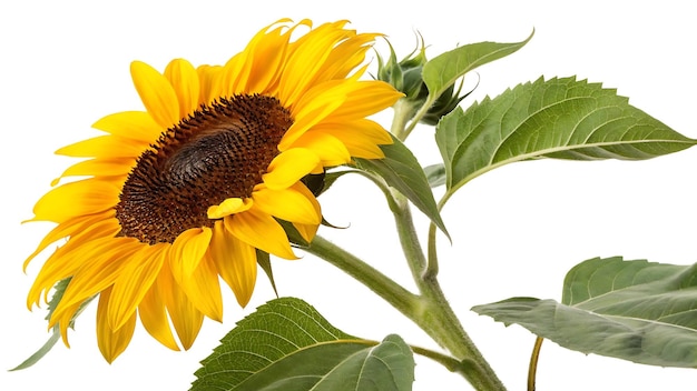 Foto von leuchtend gelber Sonnenblume, isoliert auf weißem Hintergrund in voller Blüte