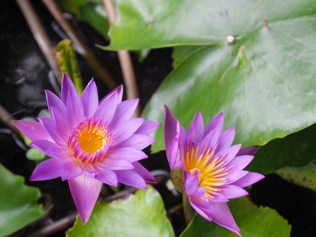 Foto von lotusblumen im teich