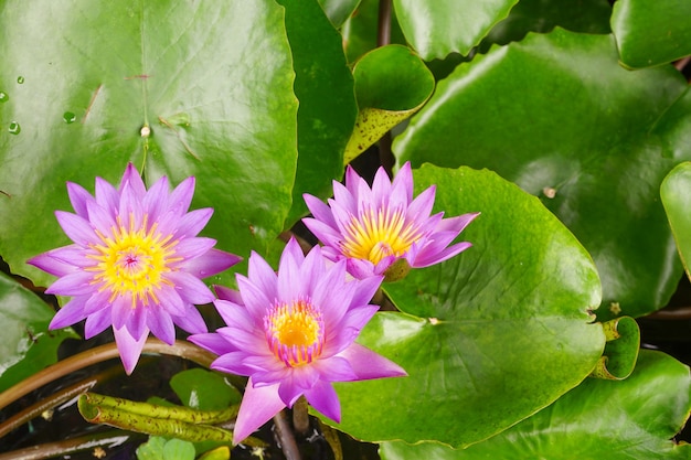 Foto von Lotusblumen im Teich