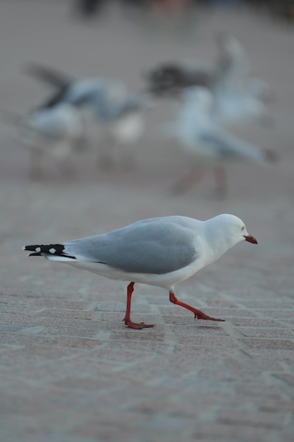 Foto von Möwen in Australien