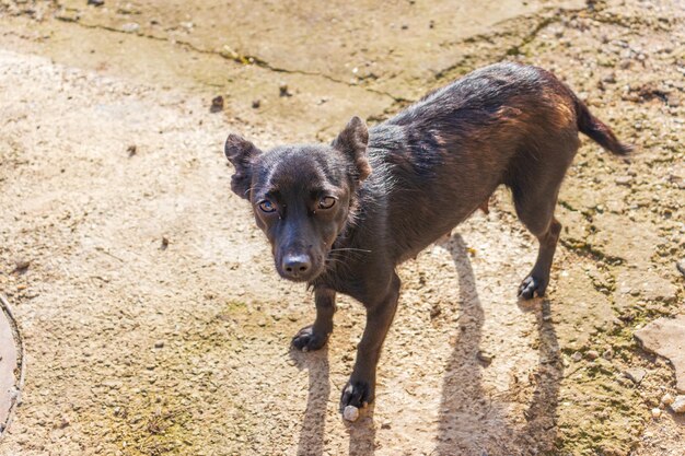 Foto von niedlichen kleinen schwarzen Hunderassenwelpen