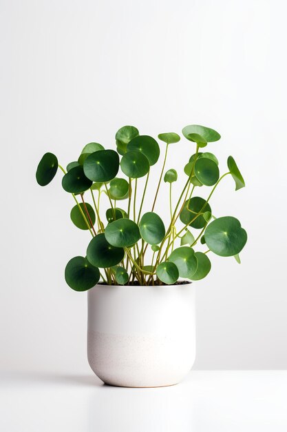 Foto von Pilea peperomioides im minimalistischen Topf als Zimmerpflanze für die Heimdekoration