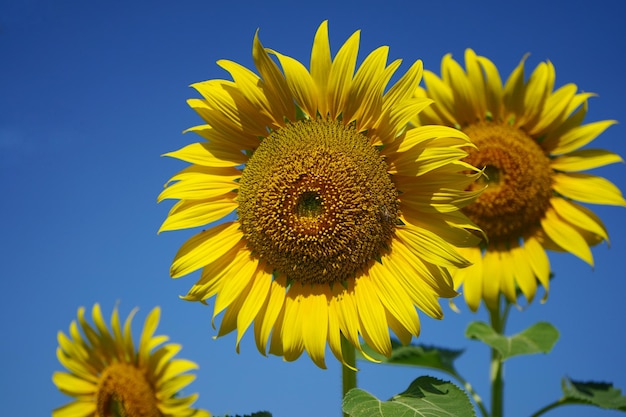 Foto von Sonnenblumen am Morgen im Sonnenblumenfeld