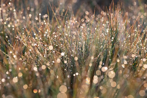 Foto von Tau auf dem Gras bei Tagesanbruch