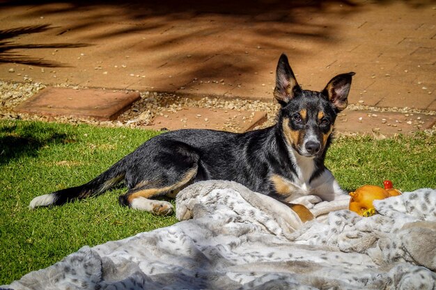 Foto foto von tieren border collie hund