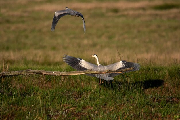 Foto foto von tieren, die vögel beobachten