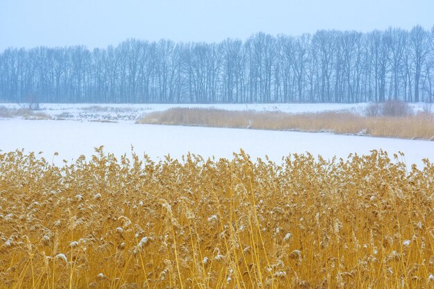 Foto von vielen Winterbäumen in der Nähe eines schneebedeckten Feldes mit Zuckerrohr