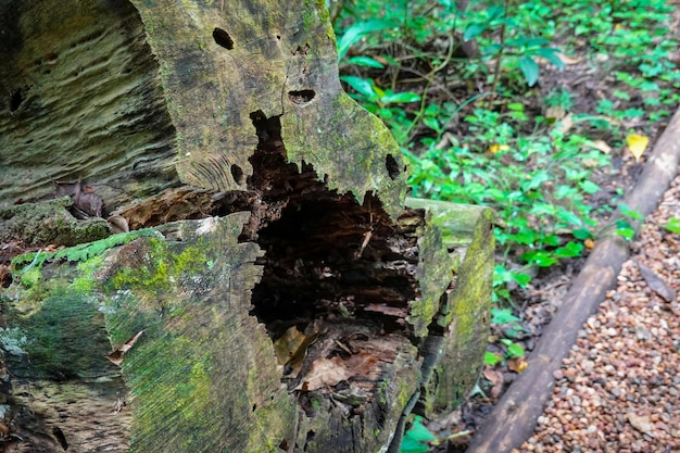 Foto foto von waldgrünen blättern