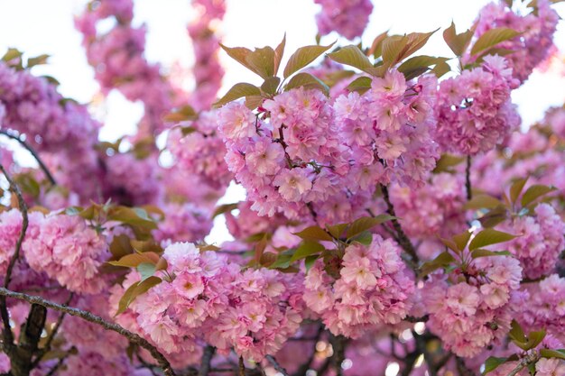 Foto foto von wunderschöner sakura-blüte frühlingssakura-blöte frühlingssakura-blume