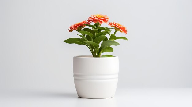 Foto von Zinnia im minimalistischen Topf als Zimmerpflanze für die Heimdekoration isoliert auf weißem Hintergrund