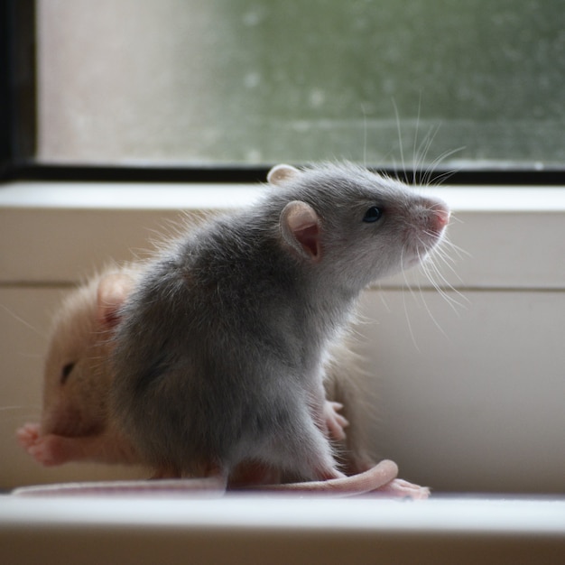 Foto von zwei kleinen Rattenwelpen auf dem Hintergrund des Fensters