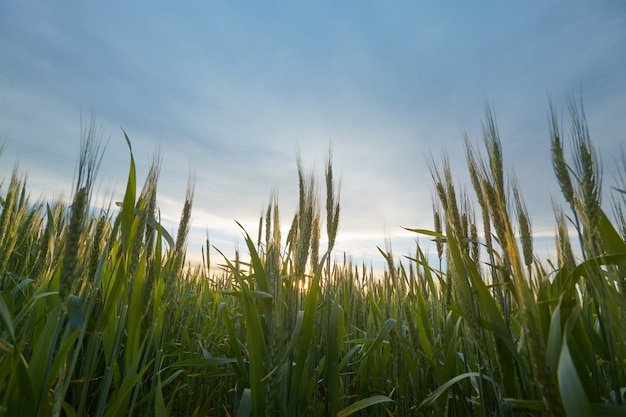 Foto Weizengrün nah, Foto in der Natur Weizen auf dem Hintergrund des Sonnenuntergangs