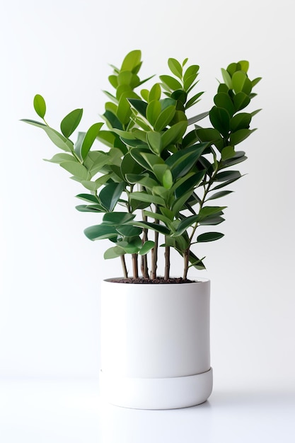 Foto de Zamioculcas zamiifolia en maceta minimalista como planta de interior para la decoración del hogar aislada en Pentecostés