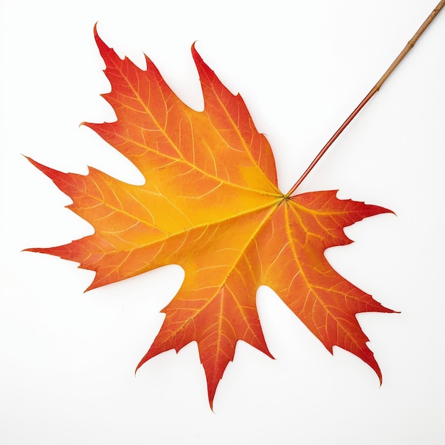 Foto Zucker Ahornblatt Herbstfarbe gegen Herbst natürlicher Baum