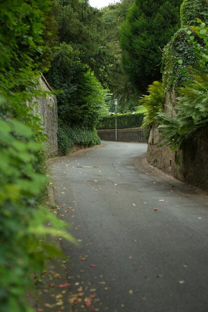 Fotoasphaltstraße nahe grünen Bäumen in der Natur