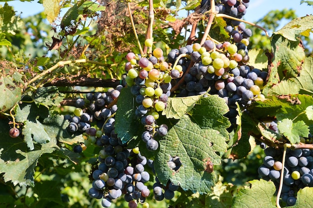 Fotobild des Frucht-Hintergrund-Beschaffenheits-Musters