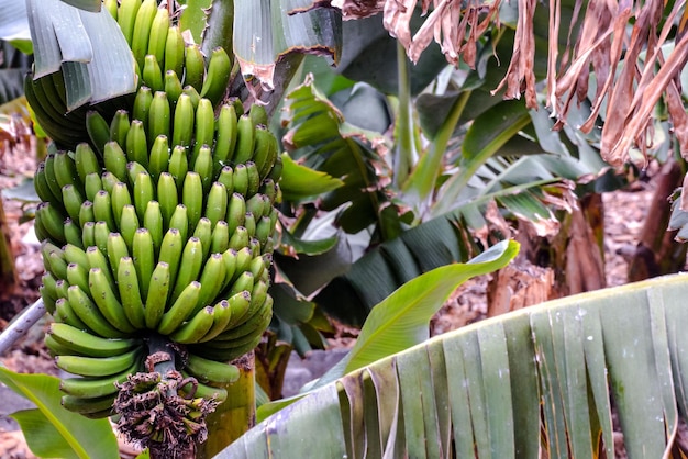 Fotobild einer Bananen-Bounch-Frucht