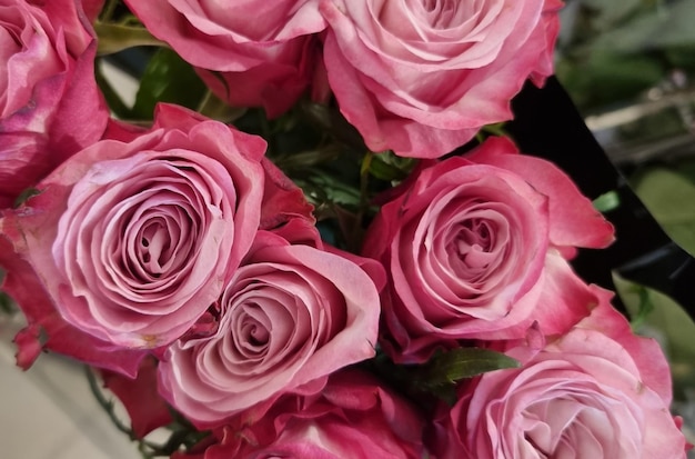 FOTOGRAFÍA DE FLORES DE ROSAS ROSAS