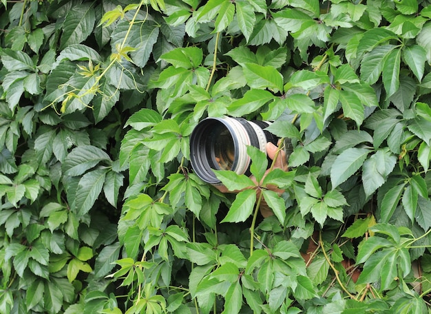 Fotograf versteckt sich in den Blättern