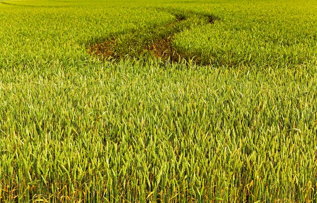 Fotografado de perto cereais imaturos. temporada de primavera. trigo