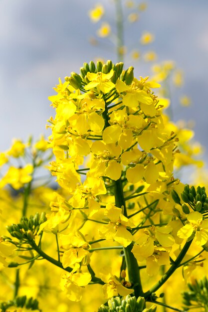 Fotografado em close-up de flores de colza amarelas durante a cobertura de nuvens e tempestades