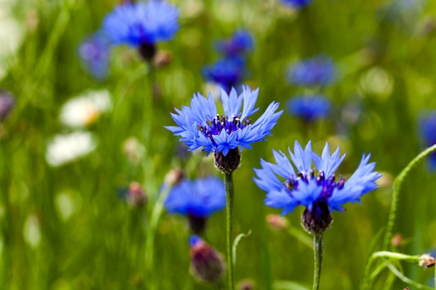 Fotografado perto centáurea azul, crescendo em um campo. primavera