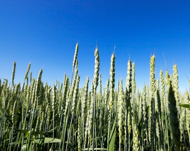 Fotografado perto de espigas verdes verdes de trigo. agricultura, campo, profundidade de campo rasa