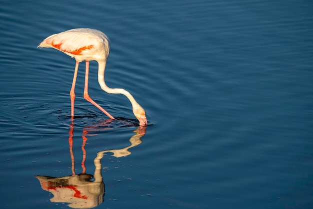 Fotografando pássaros na lagoa