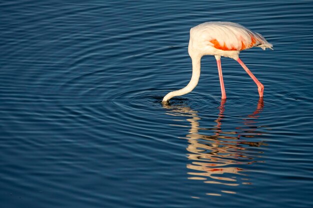 Fotografando pássaros na lagoa