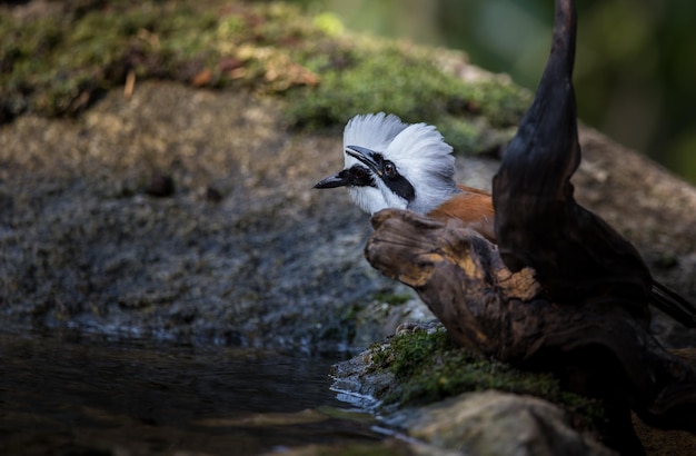 Fotografando pássaros na natureza artística Tordo Rindo de Crista Branca