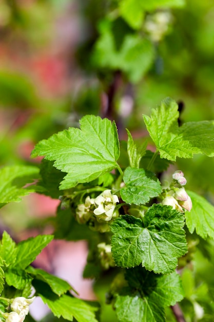 Fotografei flores de groselha na primavera