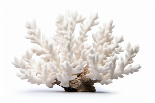 Foto fotografía de acropora coral aislado en