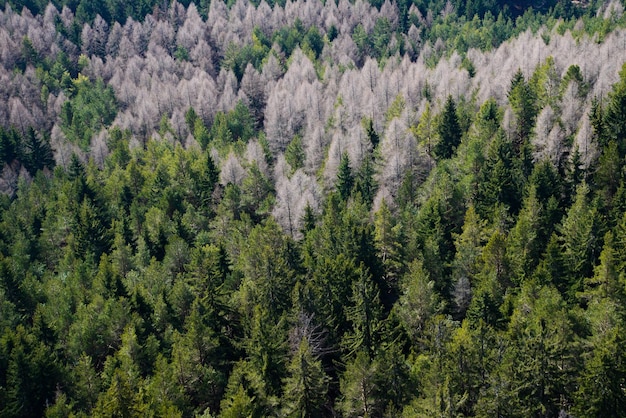 Fotografía aérea de árboles coníferos verdes en la naturaleza Liptov Eslovaquia