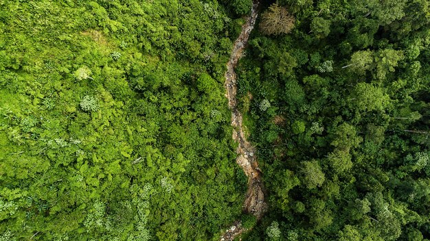 Fotografía aérea de un bosque en alto ángulo