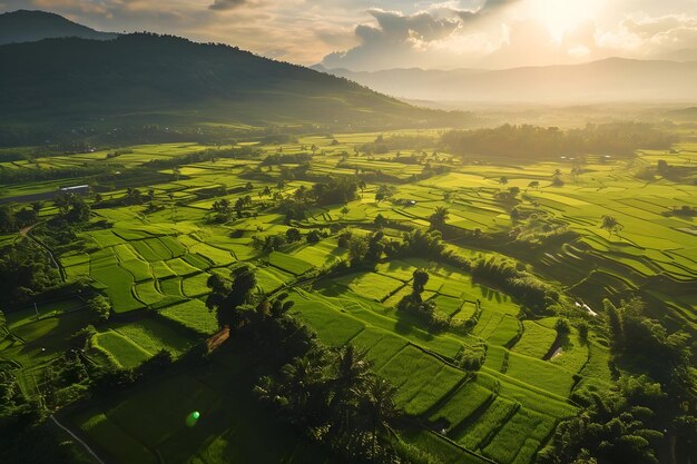 Fotografía aérea de un campo de arroz