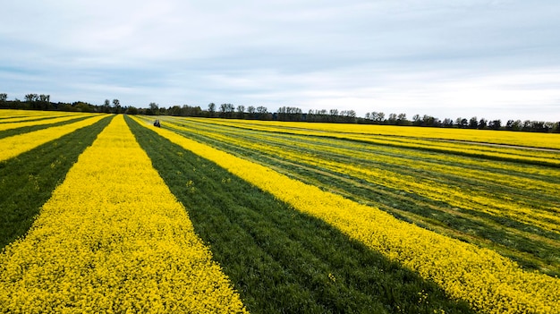 Fotografía aérea de campo de colza de color verde amarillo con drone