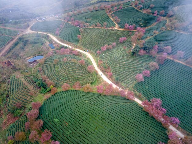 Foto fotografía aérea de un campo de una granja