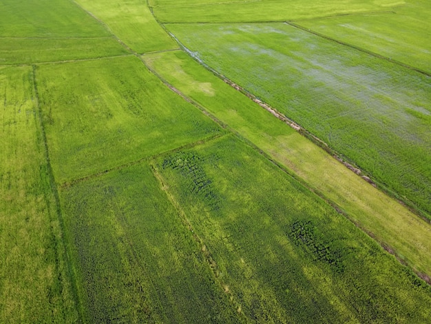 Fotografía aérea, campos de arroz verde en zonas rurales