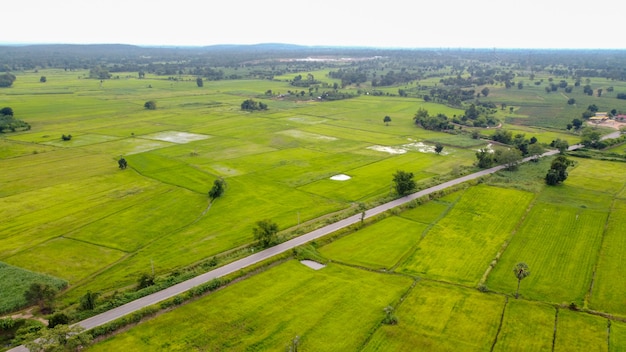 Fotografía aérea, campos de arroz verde en zonas rurales